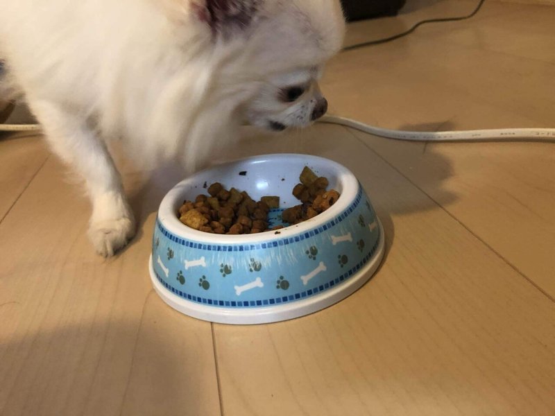 犬の離乳食っていつまで Nami Note 犬の離乳食っていつまで Nami Note