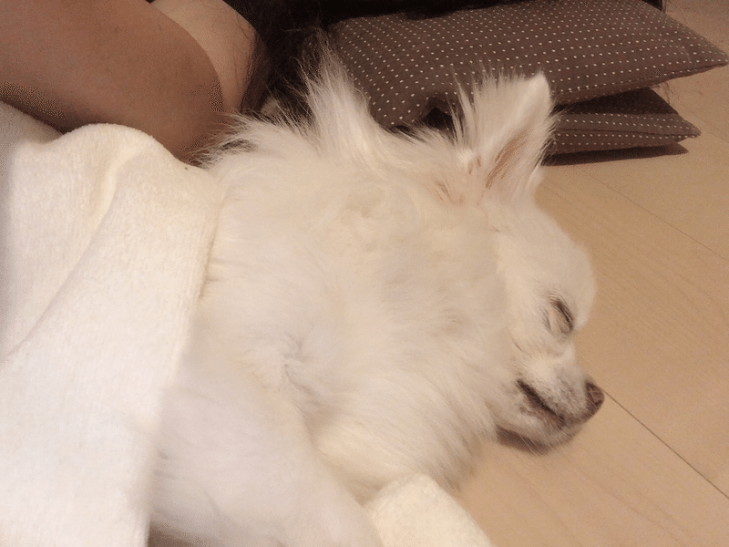 犬の離乳食っていつまで Nami Note 犬の離乳食っていつまで Nami Note