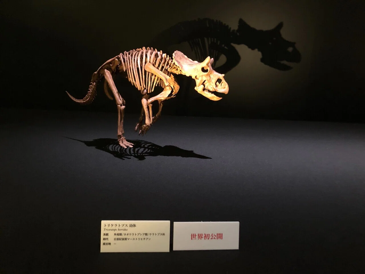 ララミディア大陸の恐竜物語｜おちらしさんWEB（ネビュラ
