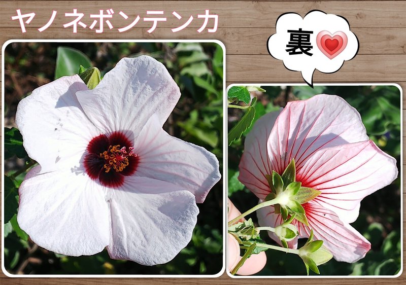 アオイ科 の新着タグ記事一覧 Note つくる つながる とどける アオイ科 の新着タグ記事一覧 Note つくる つながる とどける