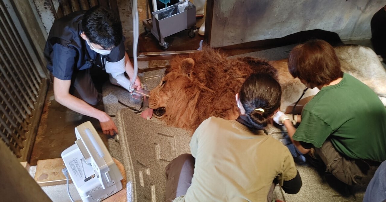 ホリスティックな獣医と従来の獣医について知っておくべきことすべて