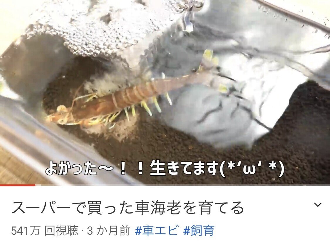 クルマエビって飼えるのな Youtu Be Oeexaj06py0 はずれスライム Note