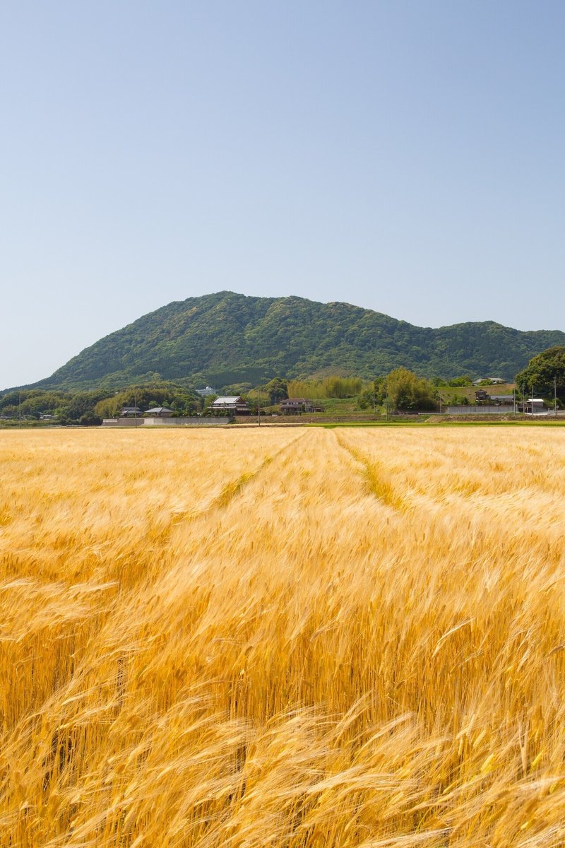 福岡県の麦秋の様子