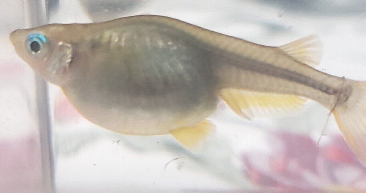 メダカの病気 の新着タグ記事一覧 Note つくる つながる とどける
