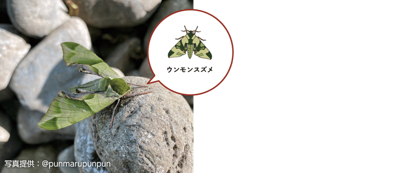 オンライン版 身近で気になる昆虫展 前編 身近で気になる昆虫ランキング Best 50 浜松科学館 みらいーら オンライン版 身近で気になる昆虫展 前編 身近で気になる昆虫ランキング Best 50 浜松科学館 みらいーら