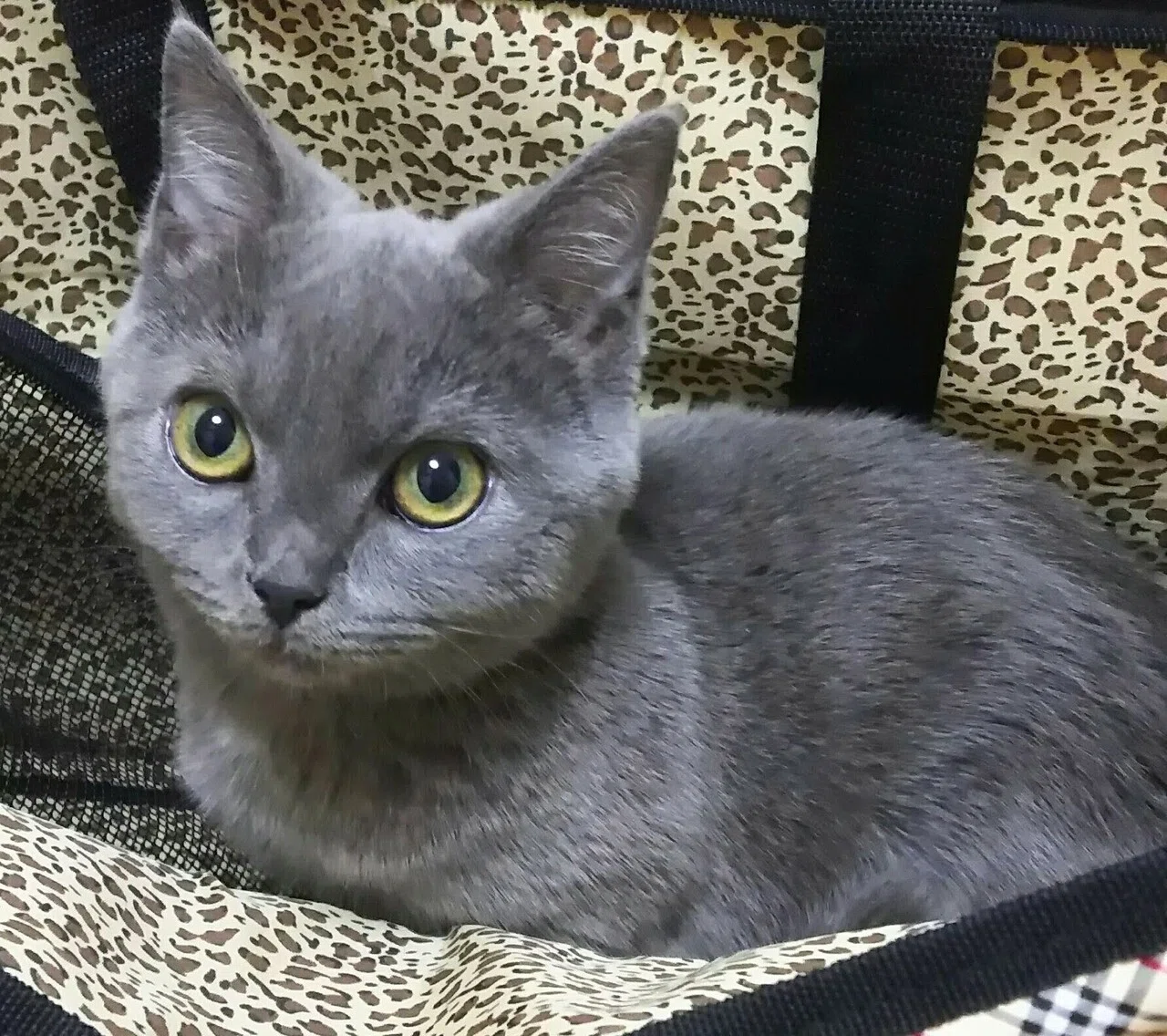 画像5