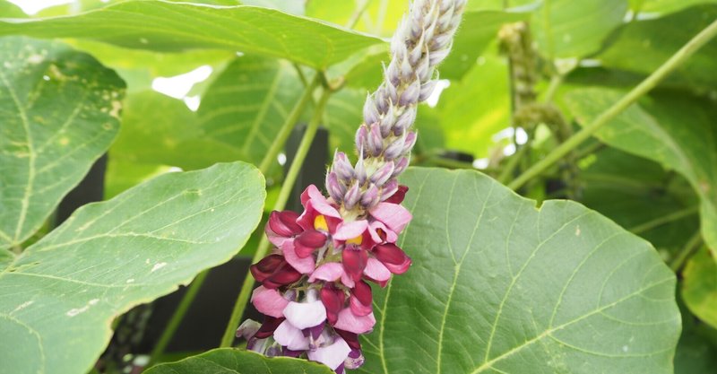 ８月「葛の花に寄せて」