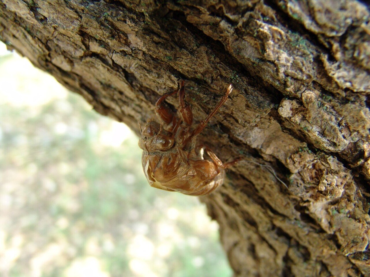 サイバーショットDSC-F828に、やりたいことと技術の限界を見る｜夢望庵