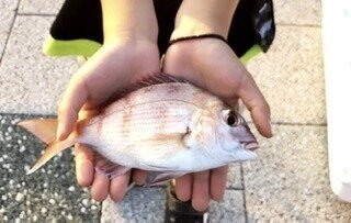 夕方 釣りに連れて行ってもらった子供達 小さいけど 鯛が釣れて大喜び 海に囲まれた田舎の幸せ お出掛けできなくても 近くで楽しむ事ができて夏休みを満喫中 すぐにさばいて塩焼きにしました 明日のご飯が楽し もも Note