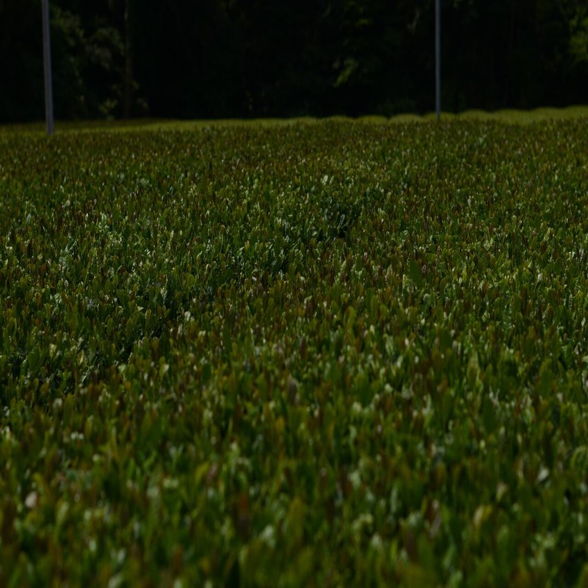 ツアー さしま茶を支える一人ひとりの想いに触れる小さな旅 茨城県公式 シェフと茨城