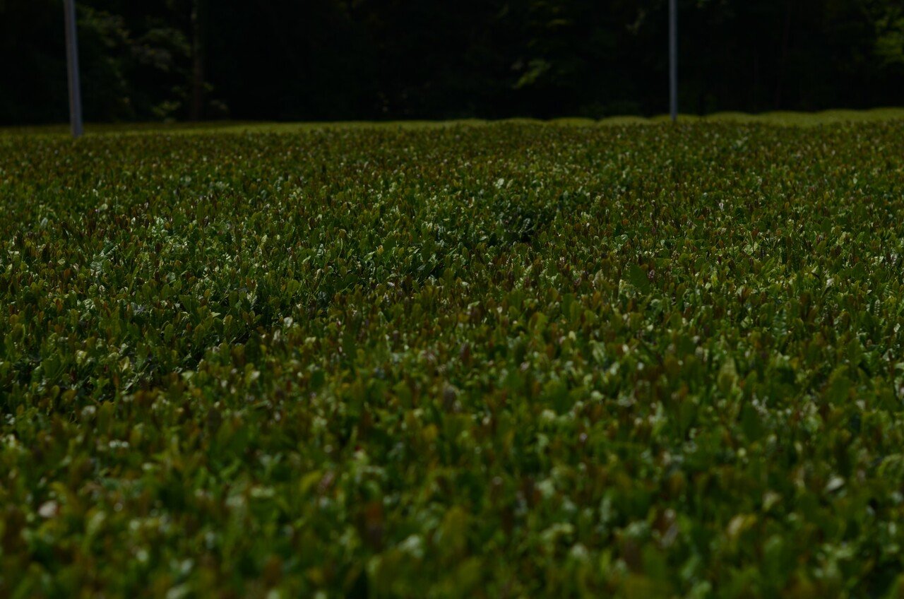 ツアー さしま茶を支える一人ひとりの想いに触れる小さな旅 茨城県公式 シェフと茨城 ツアー さしま茶を支える一人ひとりの想いに触れる小さな旅 茨城県公式 シェフと茨城