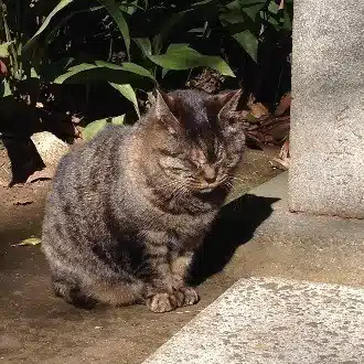 mako