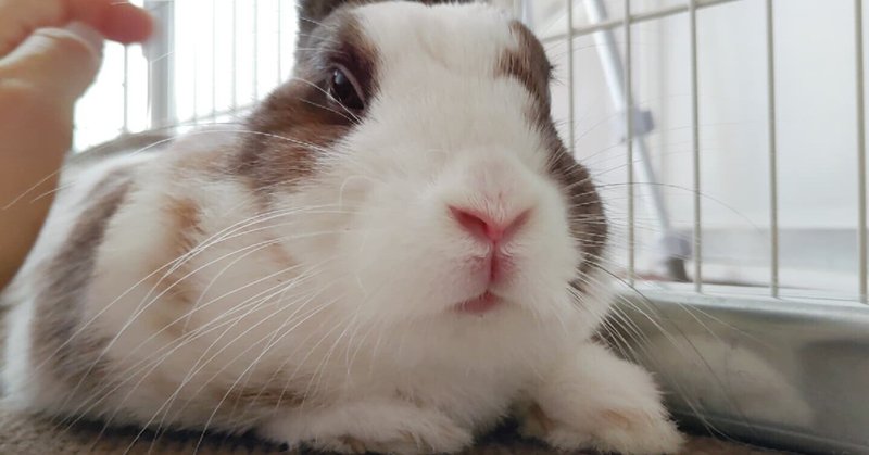 8月3日は爪切り記念日 うさぎのミミと暮らす人 Note