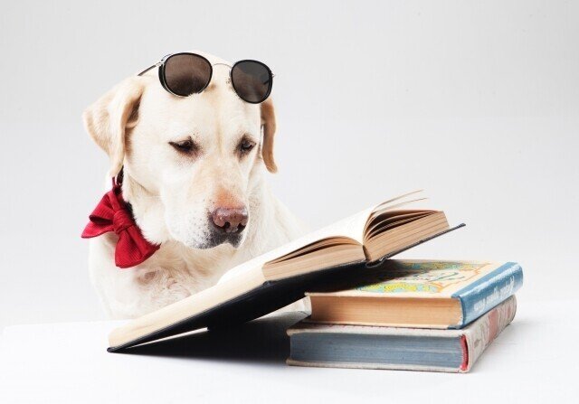 犬が読書