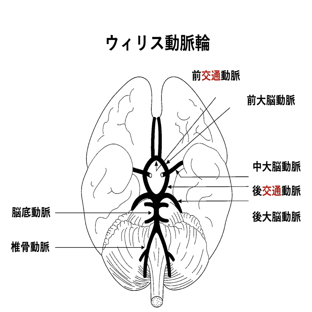 脳底動脈