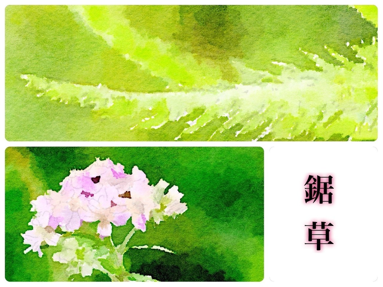 こんにちは 今日も誕生花をお届けします ノコギリソウ の花言葉 は 戦い 悲嘆を慰める 忠実 真心を持って 指導 と言った精悍なものが多いです 画像にもありますがノコギリ状の葉っぱが特徴的ですね とが Tockni Note