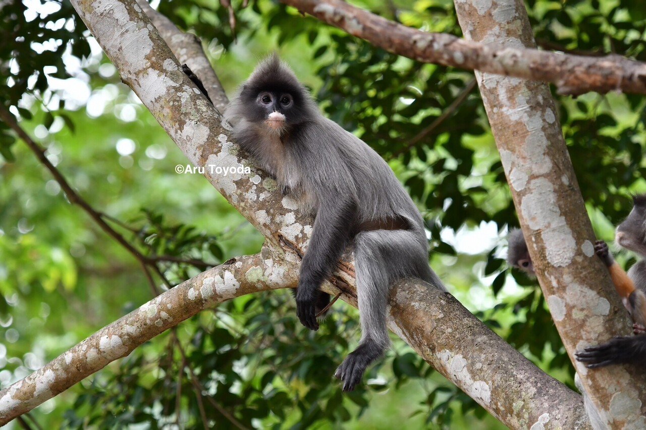 タイサル！第22話「北部調査その①：黄金の赤ちゃんを求めて