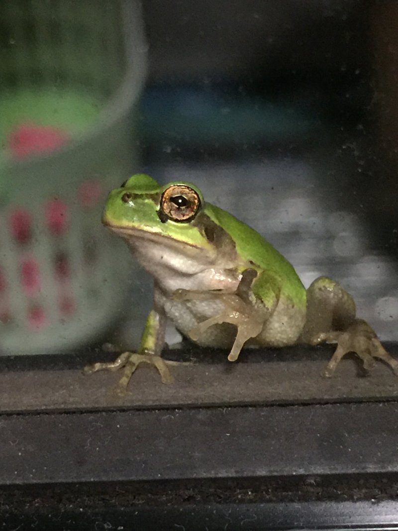 アマガエル の新着タグ記事一覧 Note つくる つながる とどける アマガエル の新着タグ記事一覧 Note つくる つながる とどける
