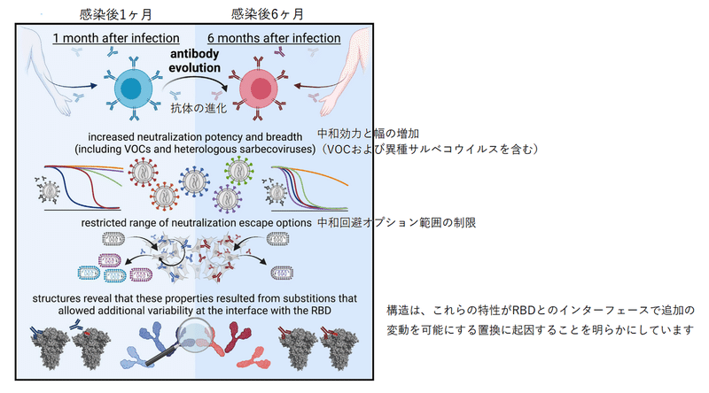 中和抗体の親和性成熟