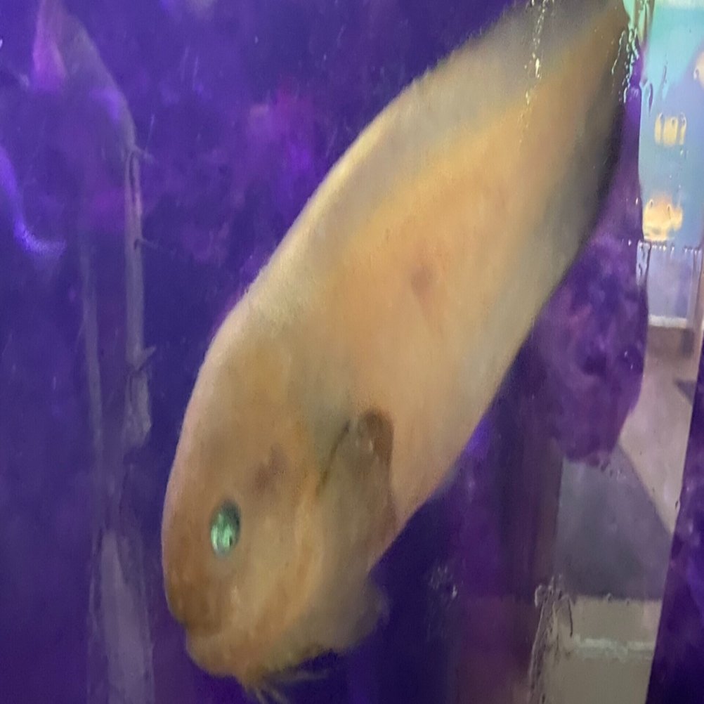 松島水族館は不思議な生き物がいっぱい｜Noriaki Kawanishi