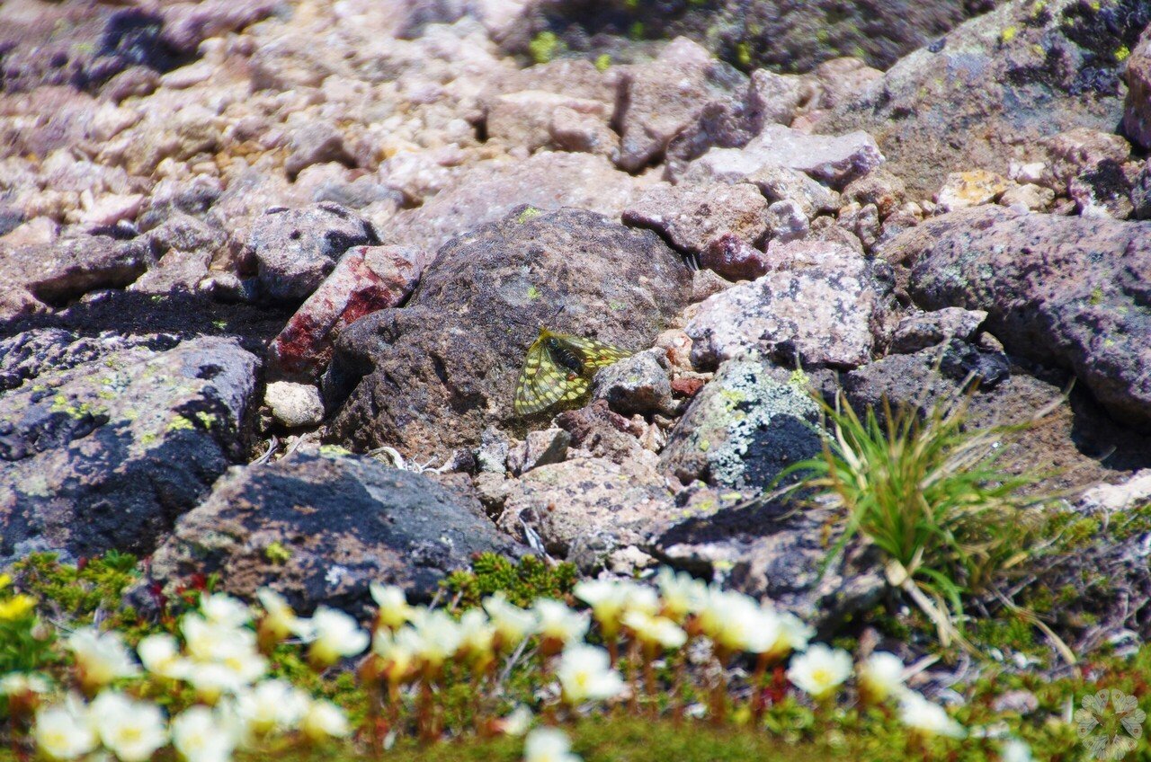 🦋: ウスバキチョウ::天然記念物・大雪山｜キータン🦋写真とAIで