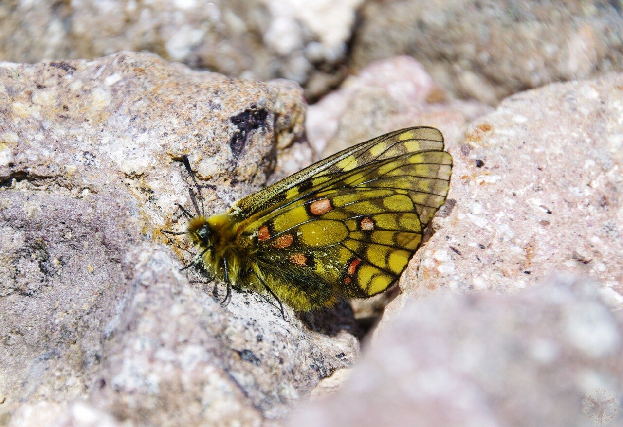 🦋: ウスバキチョウ::天然記念物・大雪山｜キータン🦋