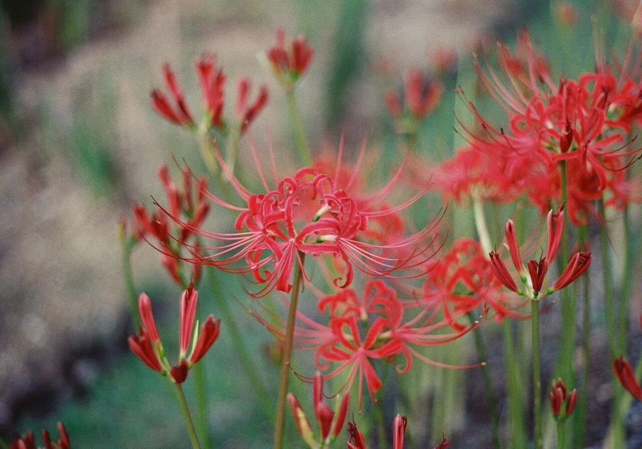 OLYMPUS F.ZUIKO AUTO-S 50mm F1.8 とゆうレンズ｜瑞海mizu-umi