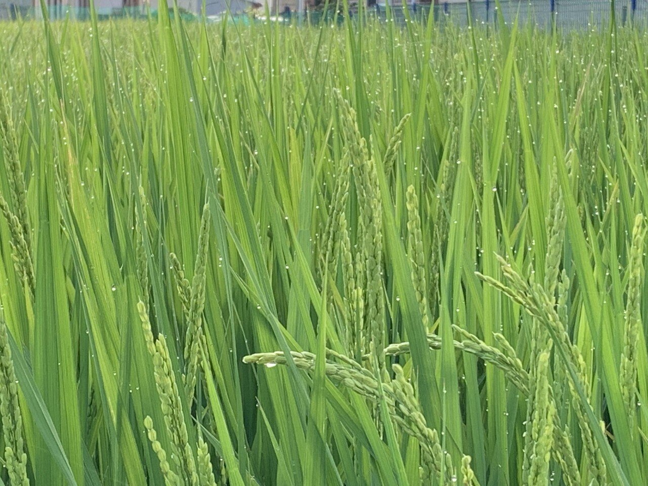 稲の穂に 小さく白い花が咲き 最高気温の朝を迎える 夜が暑くて寝苦しいと感じる日が続いている 先日までの晩夏の様な夜は何だったのか 眠れないので早起きしてお散歩すると 稲穂に花が咲いていた 早い物 敬子 Note