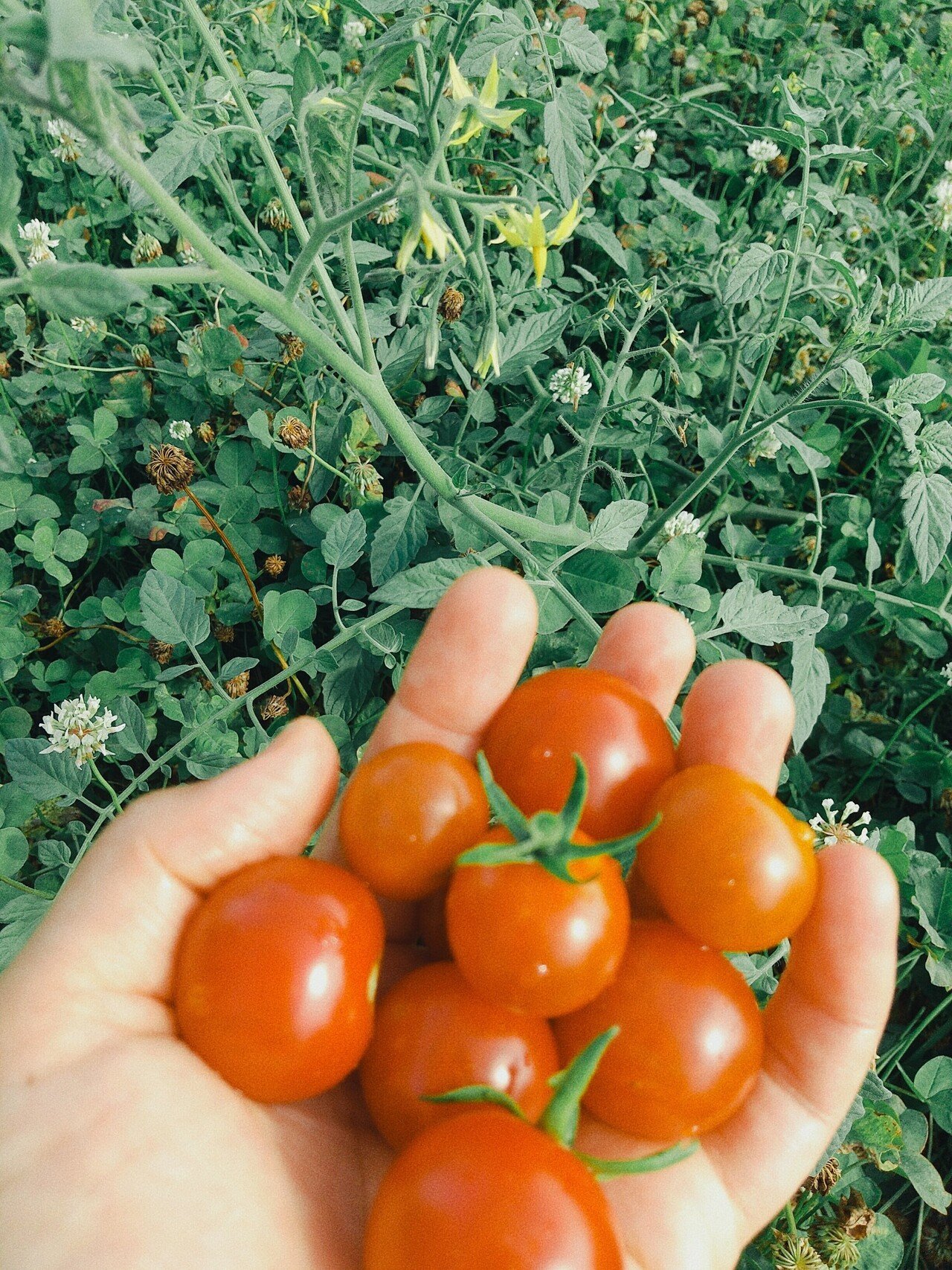 おはようドグ ドグ子 トマトの自然農法に成功したドグ O 去年 収穫が遅れて腐ったミニトマト を 畑にテキトーに投げていたドグ子 翌年 草の間から見事なトマトが実りましたドグ O 山田スイッチ Note