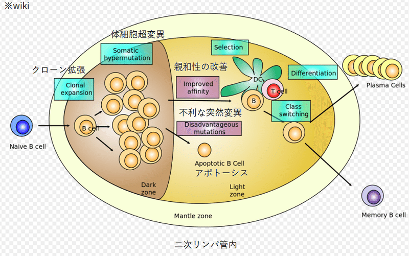 中和抗体の親和性成熟(胚中心)