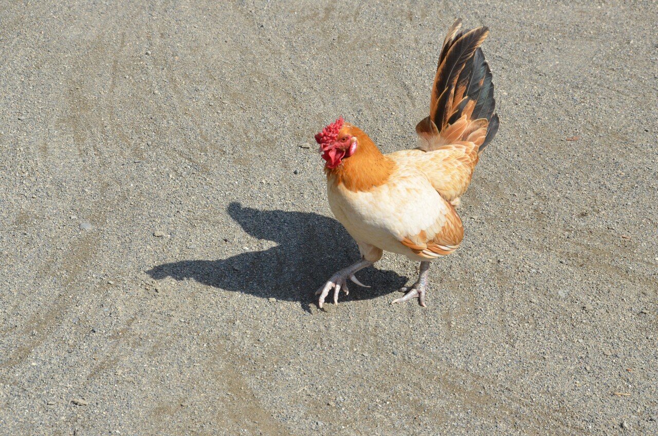 鶏って飛べるの 飛べないの 日本一鶏肉研究所 トリケン Note