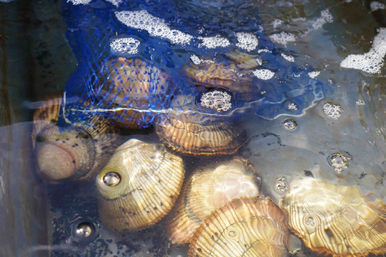 宮津の海は高級食材 とり貝 の楽園 その美味しさの秘密とは 宮津市広報 宮津の海は高級食材 とり貝 の楽園 その美味しさの秘密とは 宮津市広報