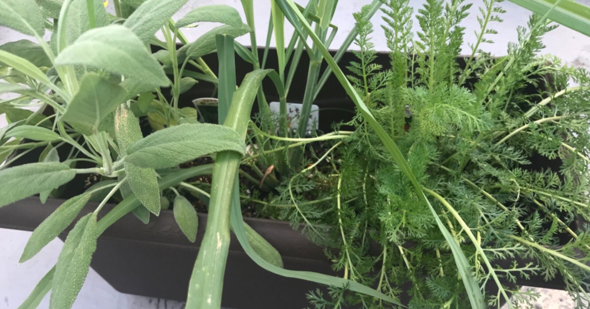 ガーデニング ハーブの植え替え ご法度の真夏にそれは可能なのか おがばん 拝万里 Note