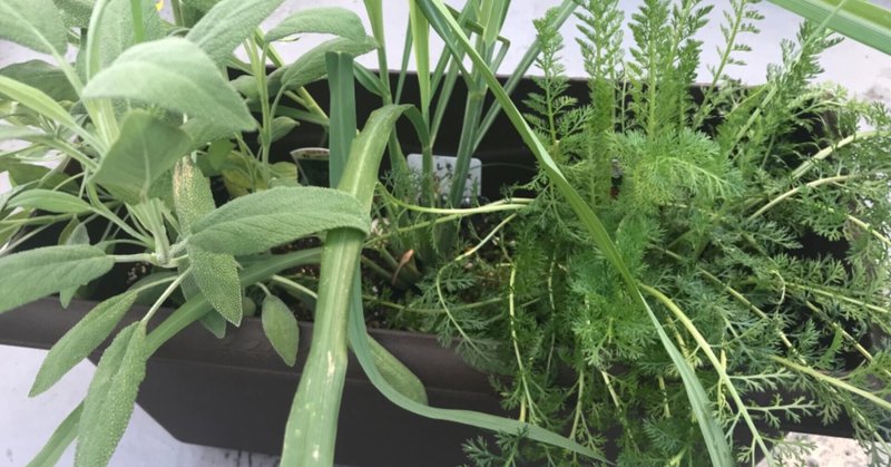 ガーデニング ハーブの植え替え ご法度の真夏にそれは可能なのか おがばん 拝万里 Note