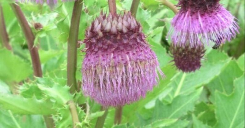 クロガネモチ の新着タグ記事一覧 Note つくる つながる とどける