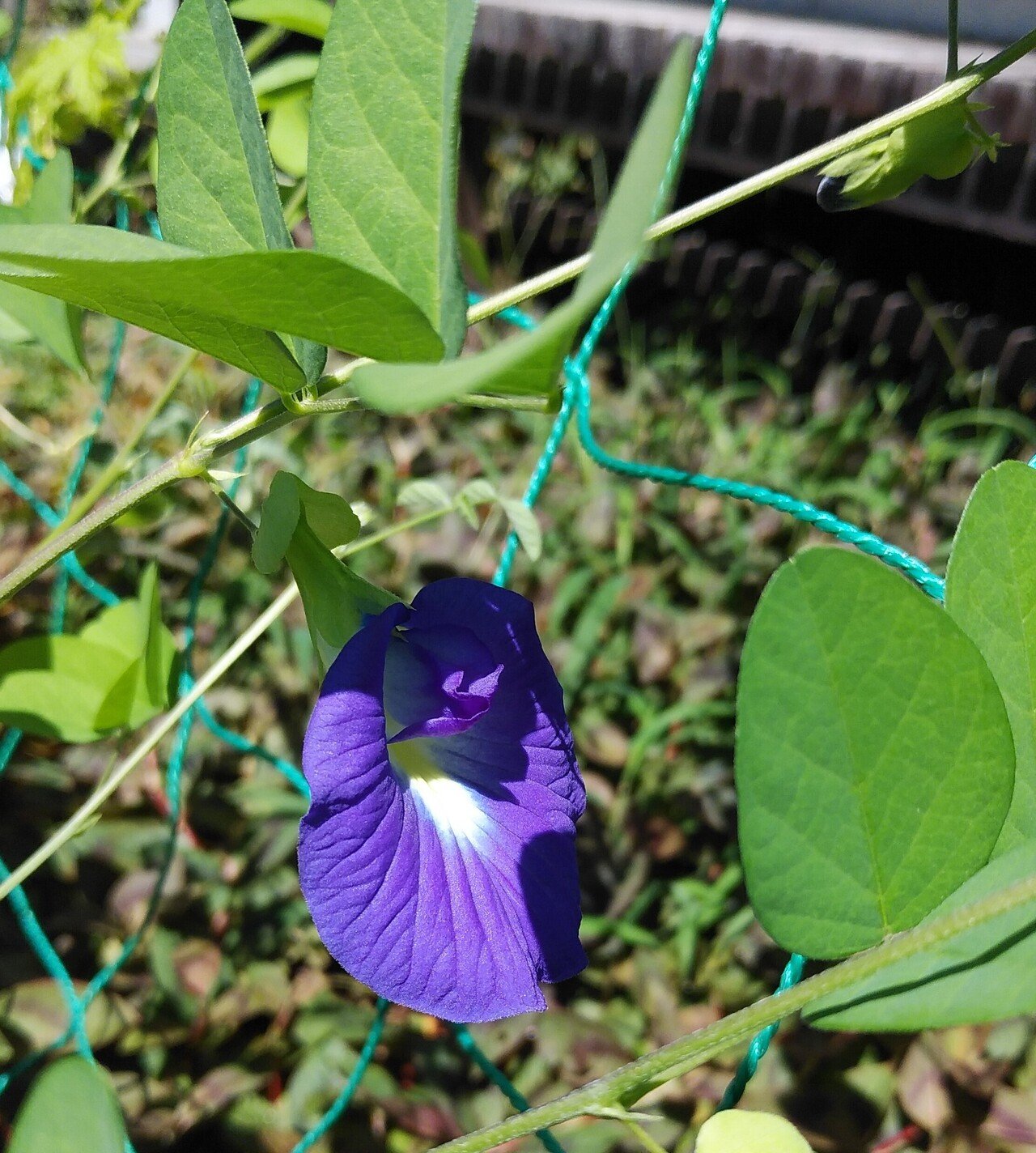 今朝 バタフライピーの1番花が咲いていました 暑さが厳しいほど元気に育つバタフライピー 猛暑は辛いけど 今年もたくさん花を咲かせて欲しいな 花はお茶に 少し育ったさやは美味しく食べます 雑草 うさぎと犬 ゆるっとnoter Note