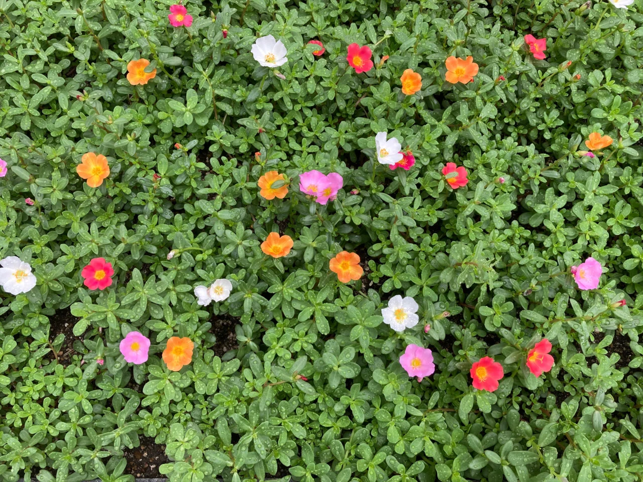 今日のお花 ポーチュラカ 可愛らしいお花 思わずパチリ 名前が分からなくて調べました 花言葉は いつも元気 無邪気 自然を愛する 理想の姿だなぁ いつも元気で無邪気でいたい スイーツ作家ゆかりん Note