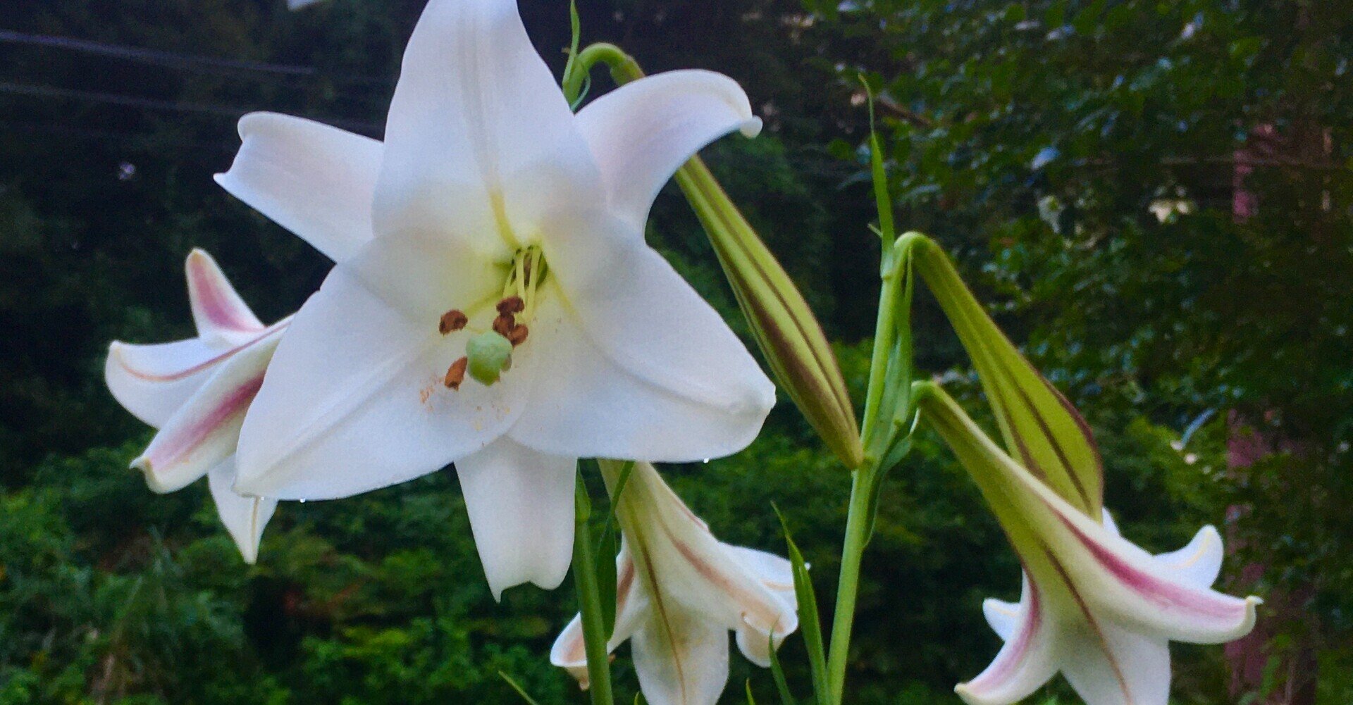 やくのしま 世界自然遺産の屋久島に移住して4年目で区長になった話 Note