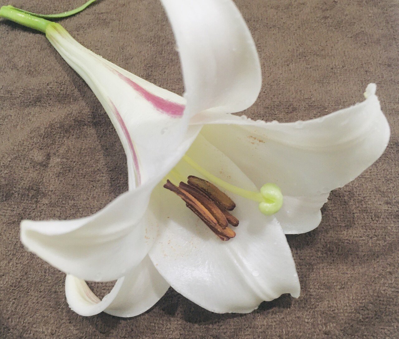 やくのしま 世界自然遺産の屋久島に移住して4年目で区長になった話 Note