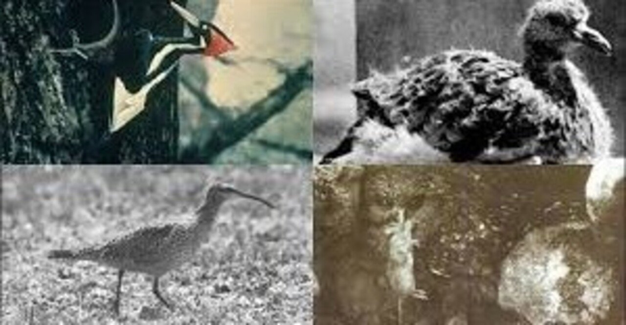 第1700回 復活した野鳥｜翆野 大地