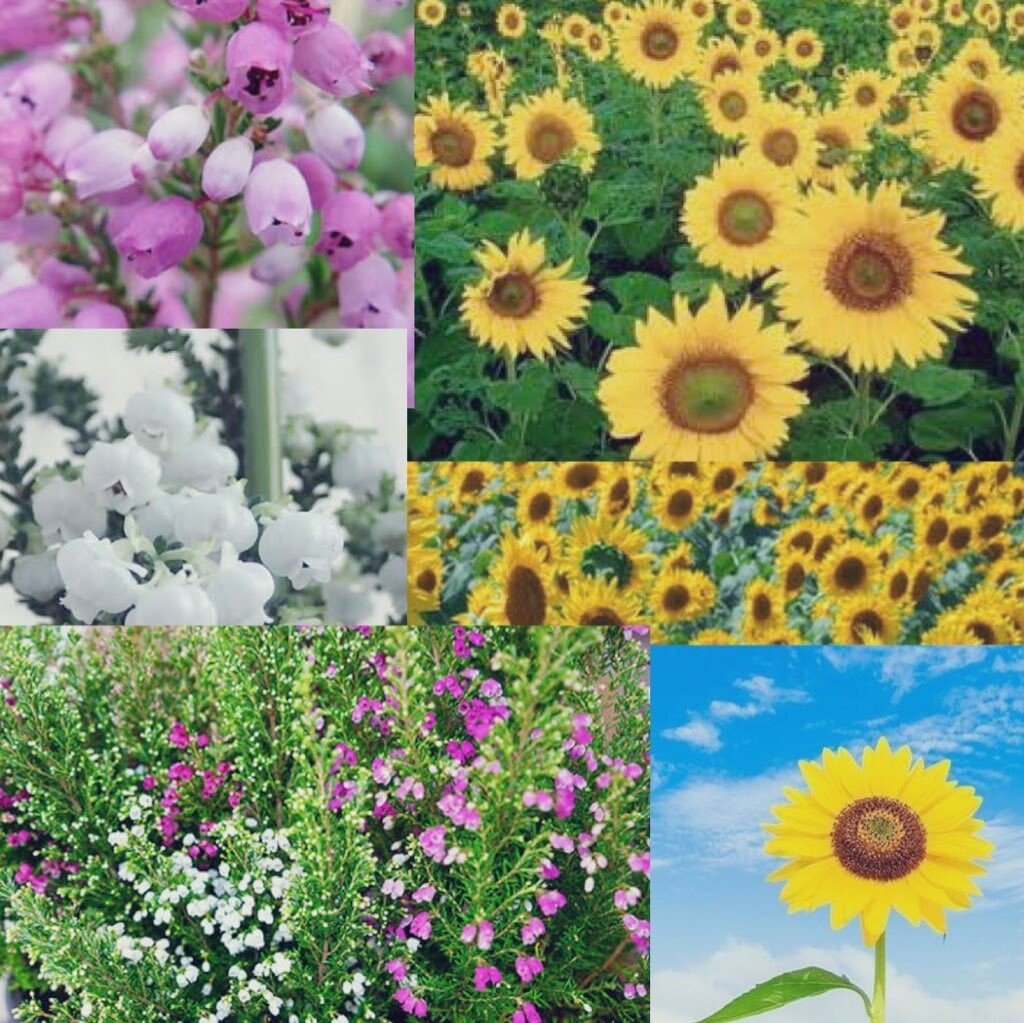 花言葉の由来 の新着タグ記事一覧 Note つくる つながる とどける 花言葉の由来 の新着タグ記事一覧 Note つくる つながる とどける