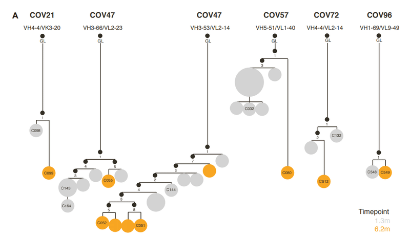中和抗体の親和性成熟 図S1A