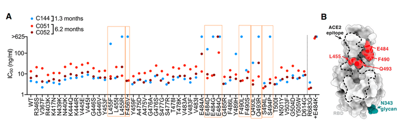 中和抗体の親和性成熟 図1AB