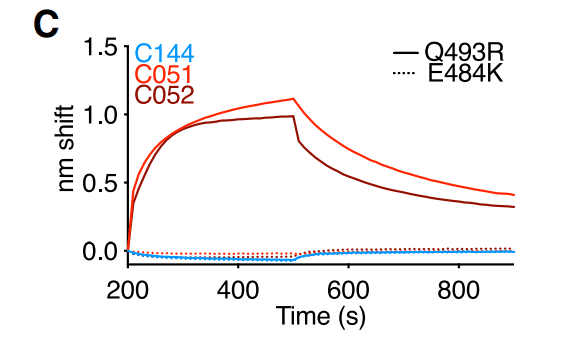 中和抗体の親和性成熟 図1C