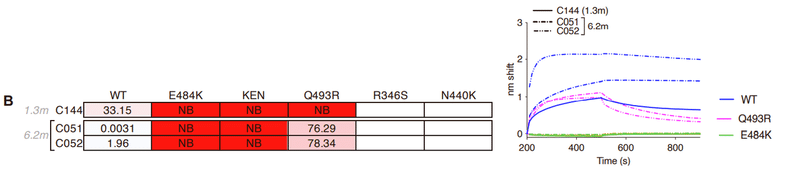 中和抗体の親和性成熟 図S1B