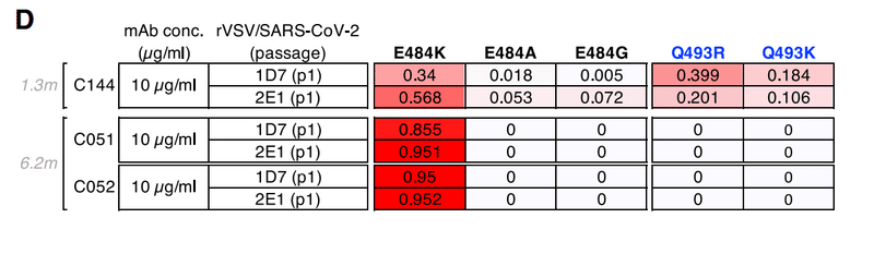 中和抗体の親和性成熟 図1D