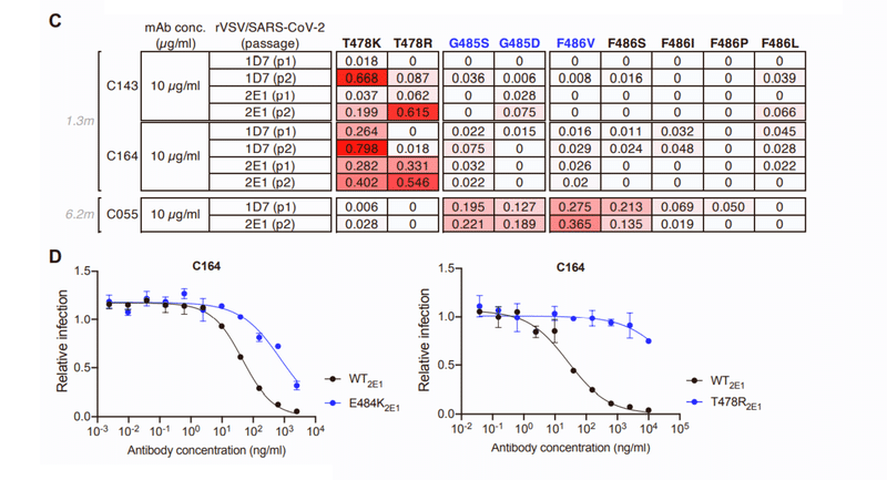 中和抗体の親和性成熟 図S2CD