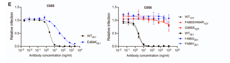 中和抗体の親和性成熟 図S2E
