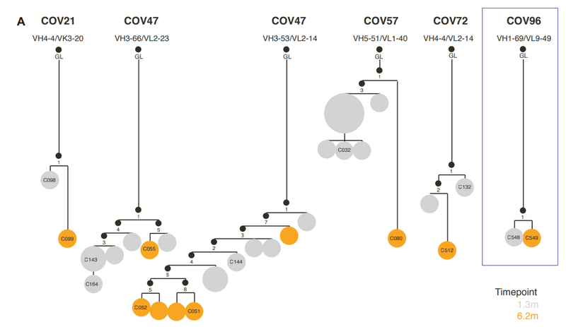中和抗体の親和性成熟 図S1A-3
