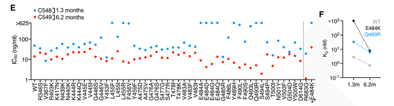 中和抗体の親和性成熟 図1EF